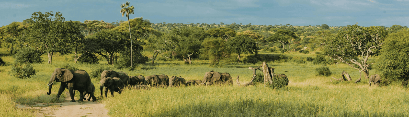 Lake Manyara Serengeti Ngorongoro Tarangire