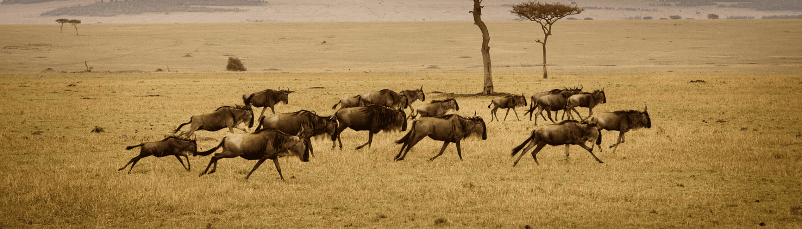 5 Days / 4 Nights Manyara / Serengeti / Ngorongoro