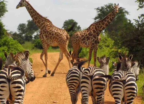 Safaris in Tanzania – A Guide to the Animals