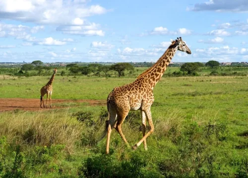 In the Lap of Nature: A Guide to Nairobi National Park