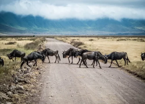 Top 20 Places to Experience the Great Wildebeest Migration in Africa