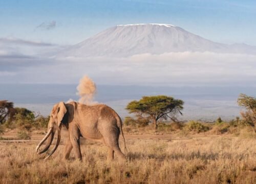 The 5 Thing You Must Do to Make it up Kilimanjaro