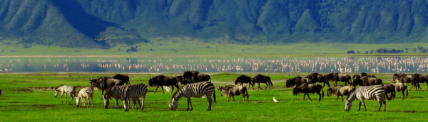 4 Days / 3 Nights Lake Manyara / Serengeti / Olduvai / Ngorongoro