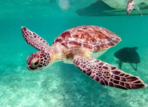 Swimming with Turtles in Zanzibar: Where to Find Them?