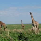 Best Things to Do in Tanzania