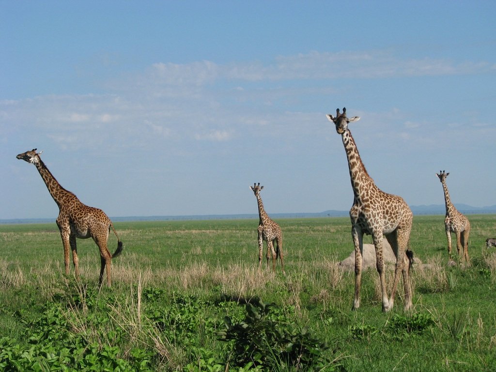 Best Things to Do in Tanzania