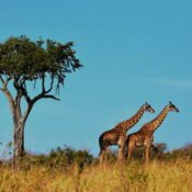 Best Places to Visit in Africa