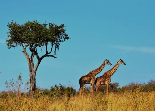 Best Places to Visit in Africa for 2025