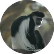 Saadani Game Reserve 2 colobus monkey