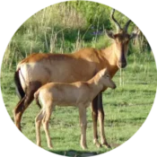 Saadani Game Reserve 3 hartebeest