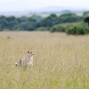 Safari Circuits in Tanzania