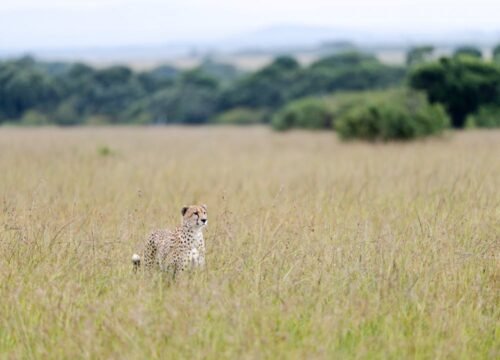 Safari Circuits in Tanzania: Northern vs Southern Routes