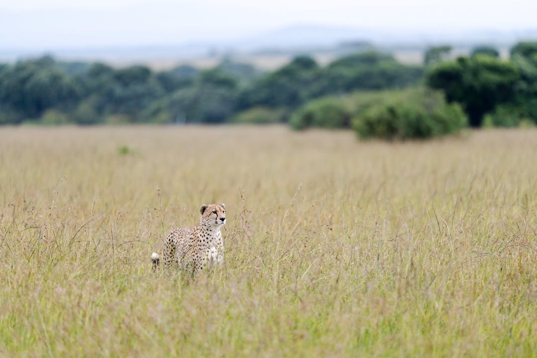 Safari Circuits in Tanzania