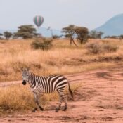 Tarangire National Park