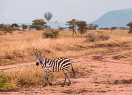 When to go to Tarangire National Park