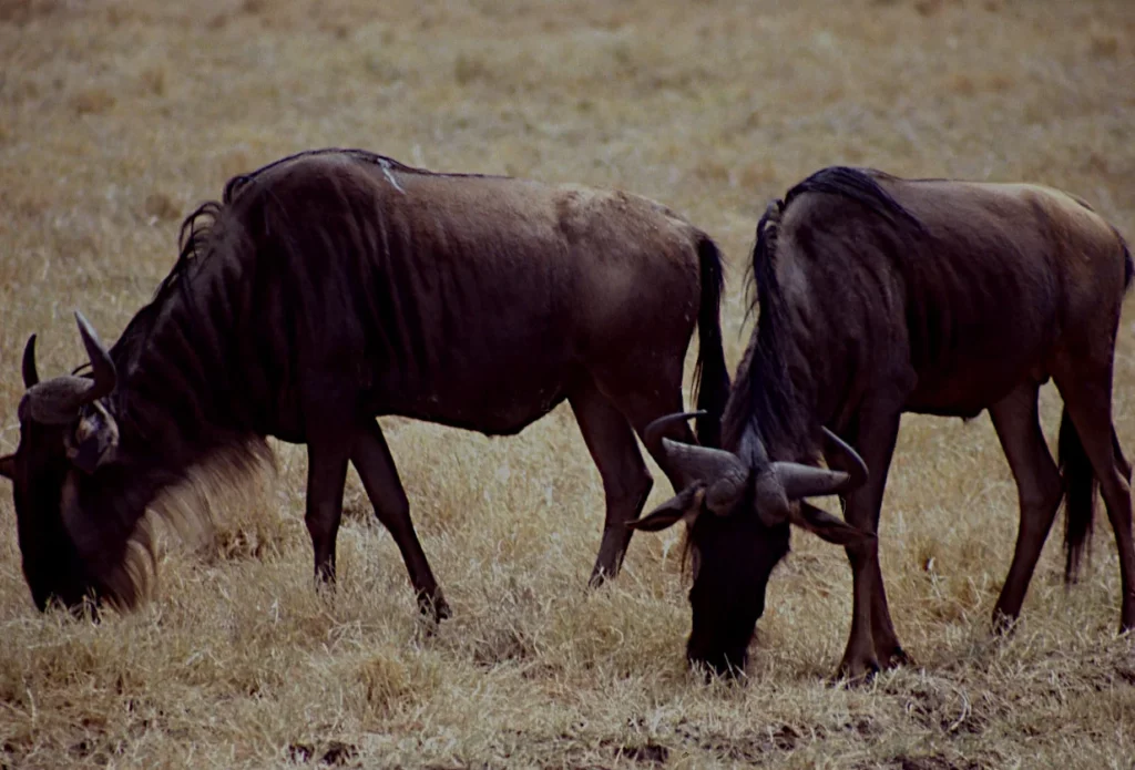 Ngorongoro Conservation Area 6 Tour 3