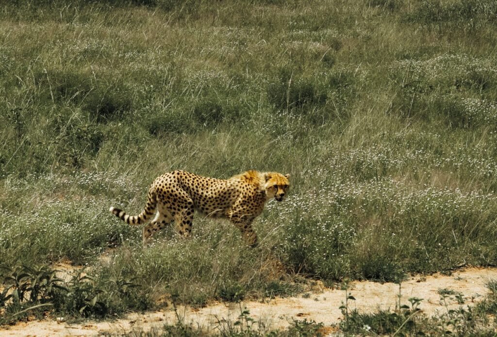 Serengeti National Park 6 Tour 4 1