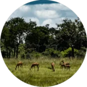 antelopes