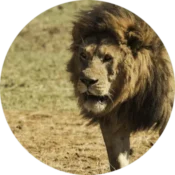 Serengeti National Park 2 big 5