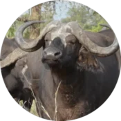 buffalo