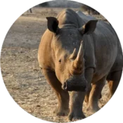 Serengeti National Park 3 rhinoceros