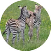 Ngorongoro Conservation Area 2 robust wildlife