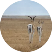 Ngorongoro Conservation Area 3 unesco heritage
