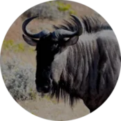 wildebeest