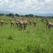 Mikumi National Park