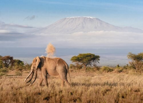 Wildlife Conservation Efforts in Tanzania