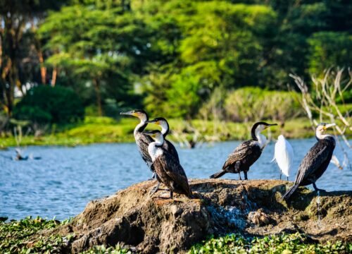 Birdwatching in Tanzania: Top Spots and Species