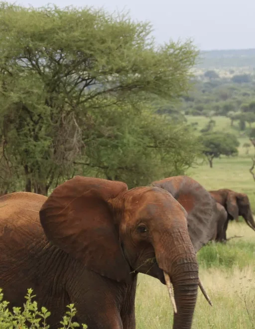 Tarangire National Park 2