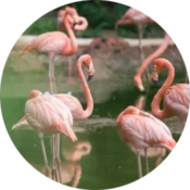 Lake Manyara National Park 3 flamingos