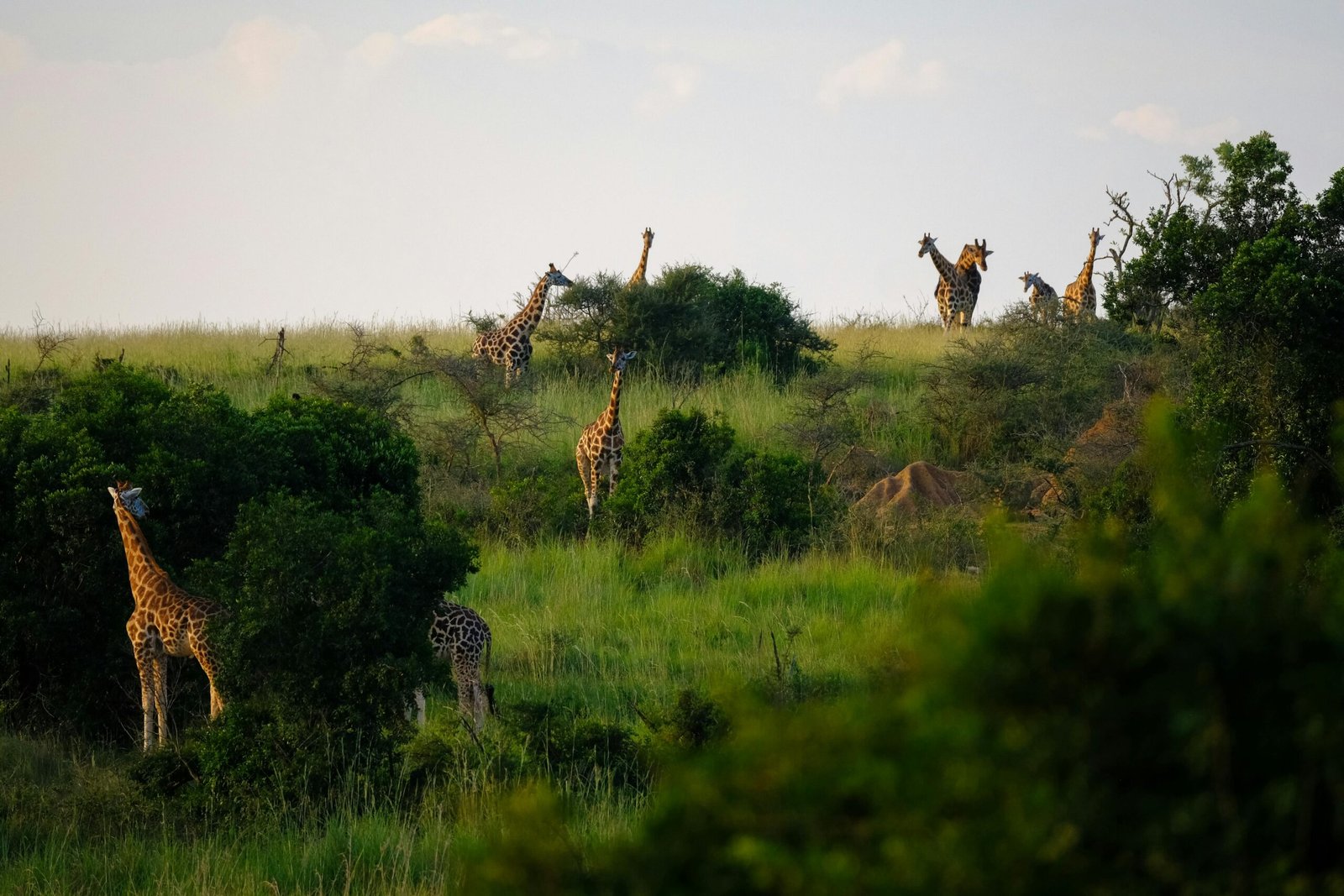 What to Expect on Your First Safari in Tanzania 1 pexels francesco ungaro 1233286 scaled
