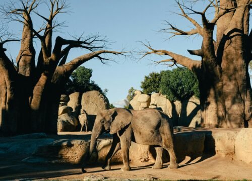 Tanzania’s Baobab Trees: Nature’s Silent Giants