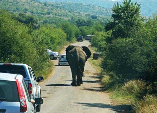 Travel Insurance for African Safaris: What to Look For