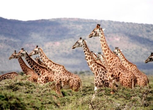 How Long Should You Spend on a Safari in Tanzania?