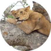 Lake Manyara National Park 1 tree climbing lions lake manyara