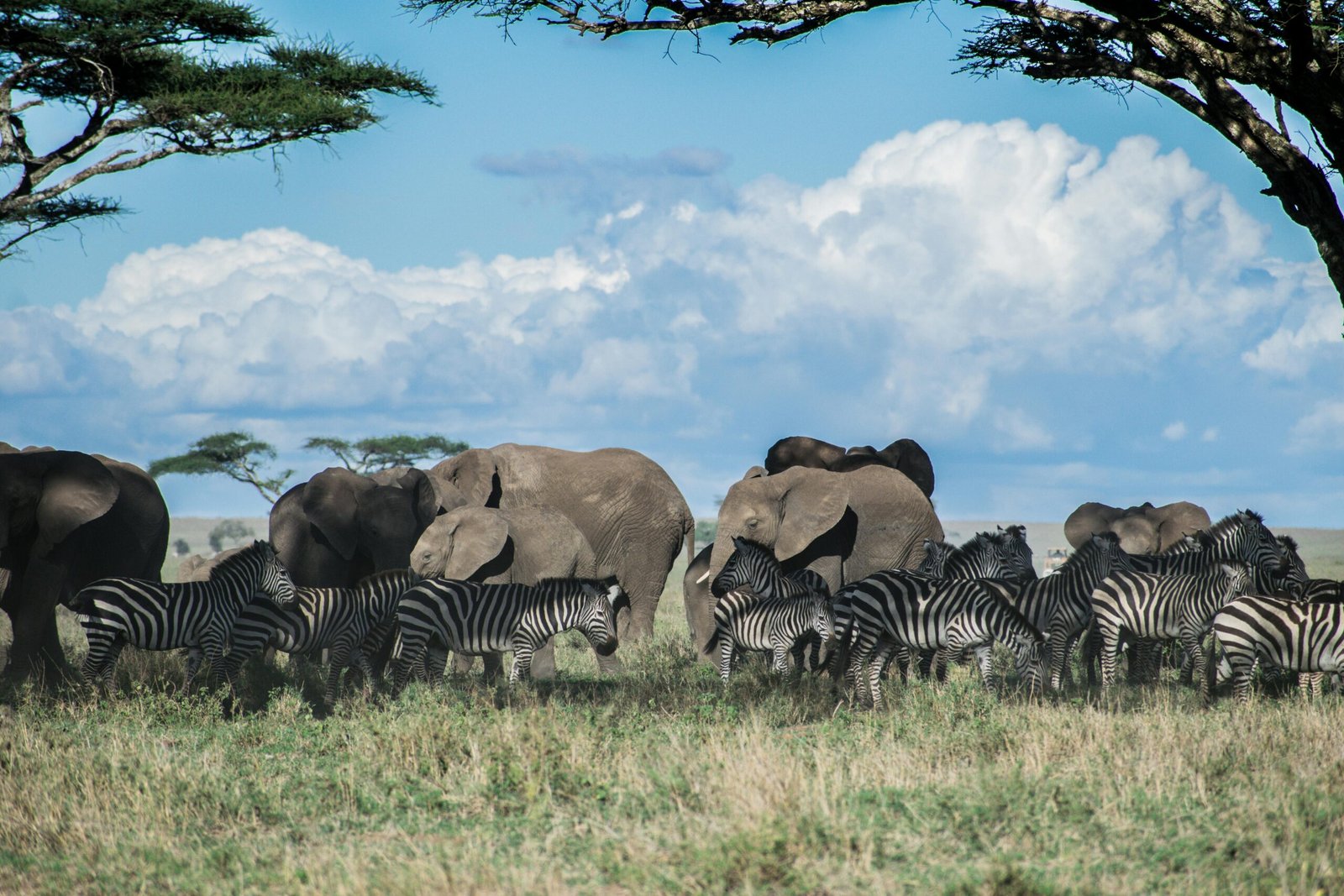 Serengeti vs. Ngorongoro: Which Safari is Right for You? 1 pexels akos helgert 82252426 9185432 scaled