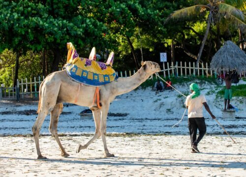 Safari & Seaside: Planning the Ultimate Tanzania and Zanzibar Combo