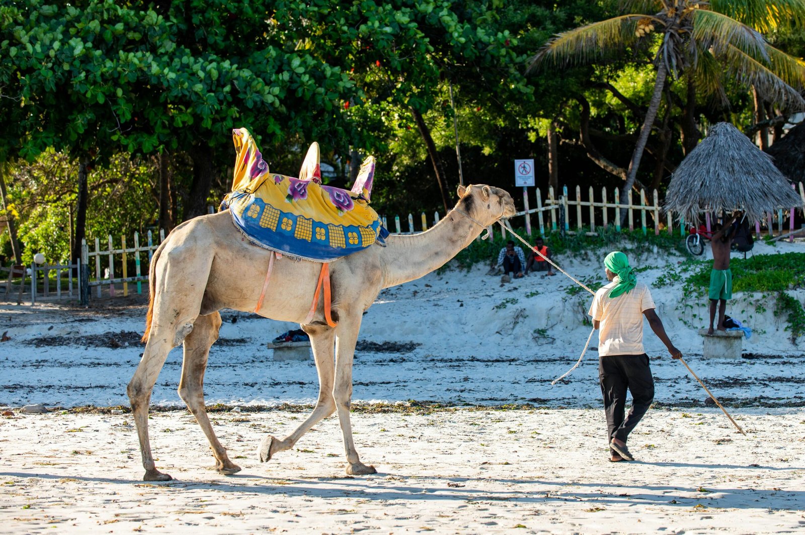 Safari & Seaside: Planning the Ultimate Tanzania and Zanzibar Combo 1 pexels collines omondi 3541983 18914964 scaled