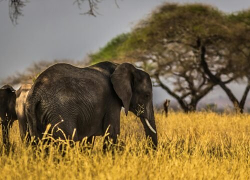 Tanzania’s Hidden Cities: Arusha, Tanga & Mwanza Explored