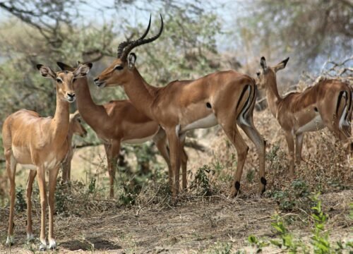 Witness the Wild: A First-Timer’s Guide to Tanzania Game Drives