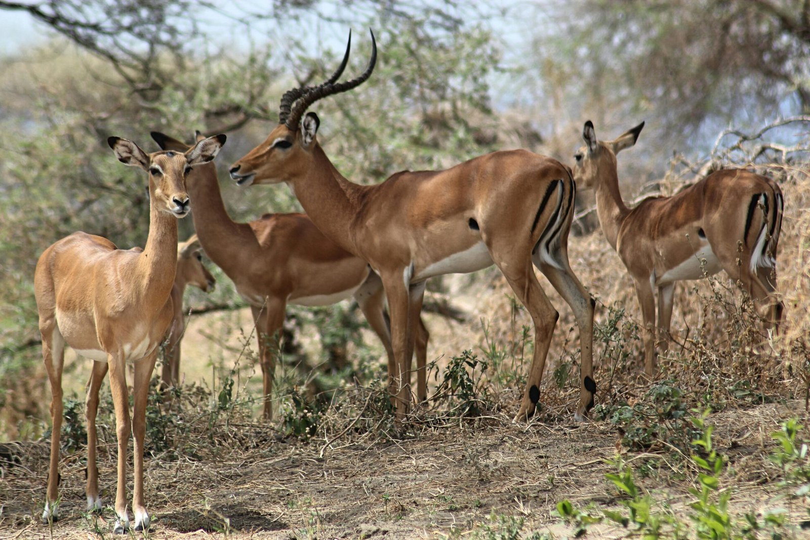 Witness the Wild: A First-Timer’s Guide to Tanzania Game Drives 1 pexels kristina schultheiss 268385085 30503868 scaled