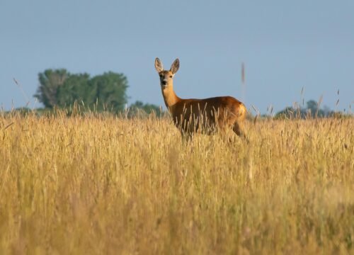 Eco‑friendly Safari Stays: Sustainable Lodges & Camps in Tanzania