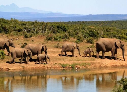 Exploring the Great Migration: Tanzania’s Spectacle of Wildlife