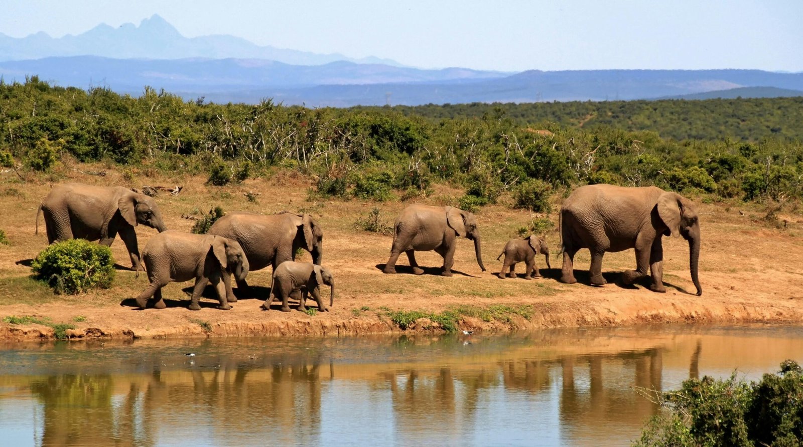 Exploring the Great Migration: Tanzania’s Spectacle of Wildlife 1 pexels pixabay 59989 scaled
