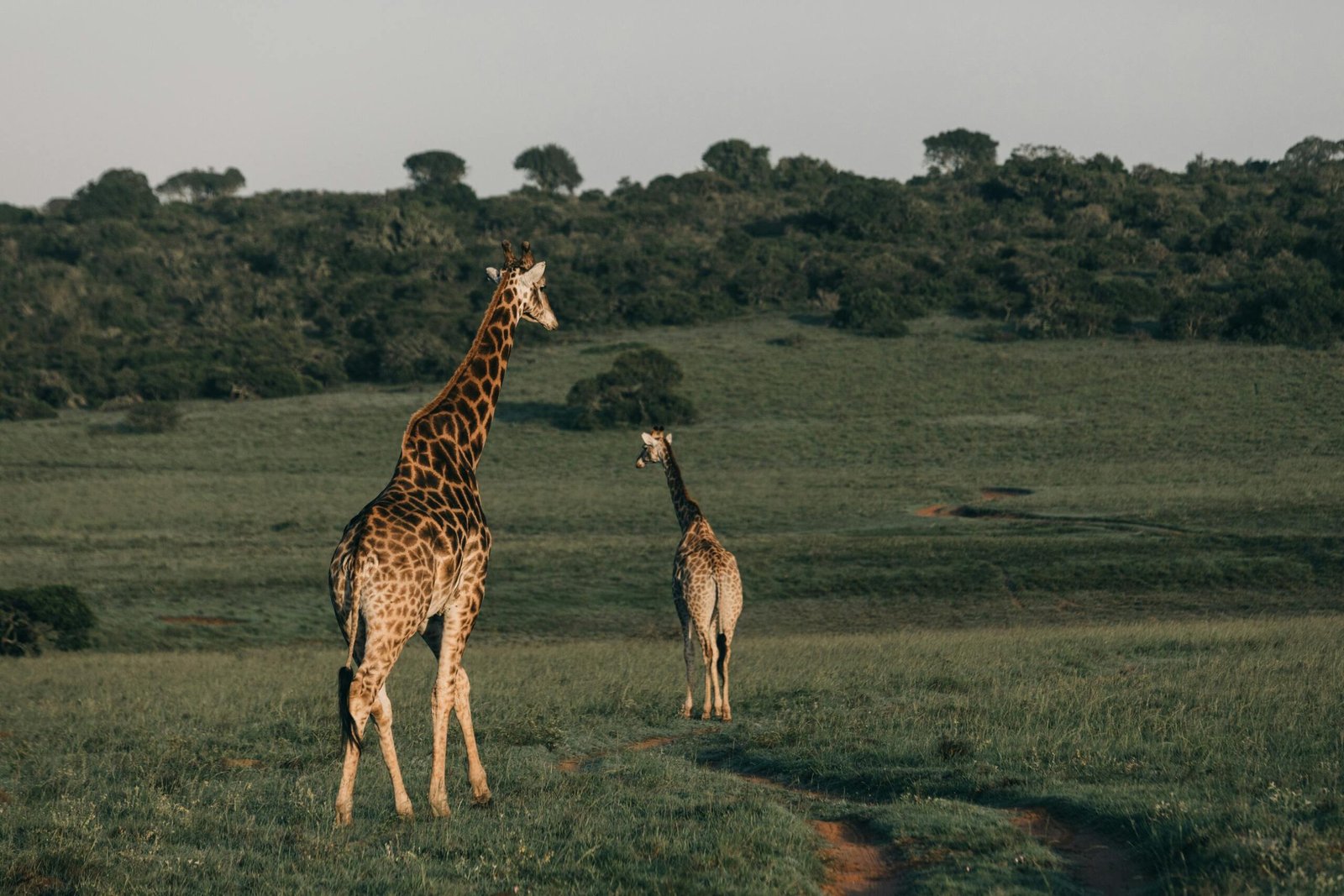Top 5 Hidden Safari Spots in Tanzania You Haven’t Heard Of 1 pexels rachel claire 4577134 scaled