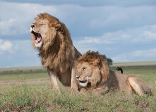 Two Weeks in Tanzania: A Perfect Itinerary for Adventure & Relaxation
