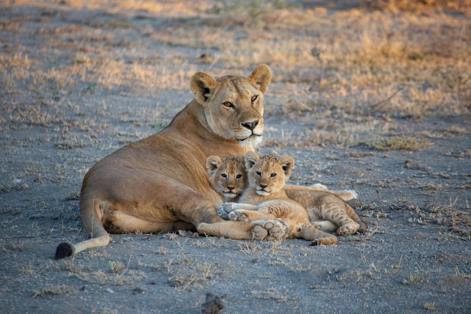 Why Tanzania Should Be Your Next Safari Destination 1 pexels leif blessing 22994545 7001090 scaled
